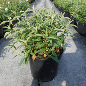 Cistus Purpureus  (Dark Pink) Rock Rose